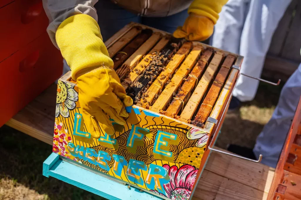 beekeeping hobby that make money