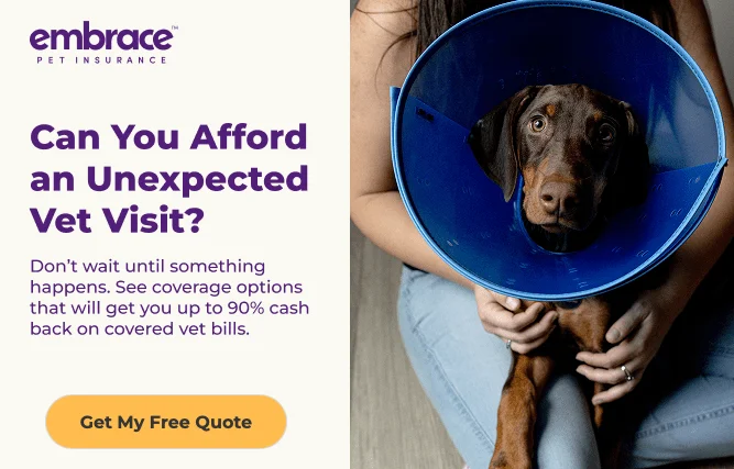 Pet Insurance